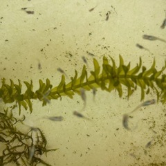 メダカ　深海の針子から幼魚15匹の画像
