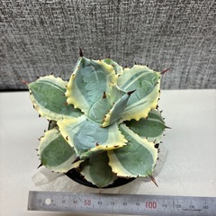 アガベ　兜蟹錦
の画像