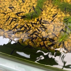 【めだか】オロチヒレナガ　メダカ　1匹300円　若魚サイズの画像
