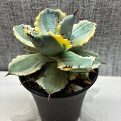 アガベ　兜蟹錦
の画像