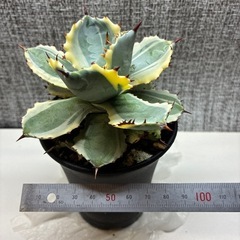 アガベ　兜蟹錦
の画像