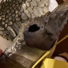 アンティーク 天使の羽の画像