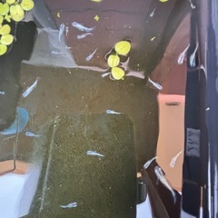 メダカ　プラチナ星河　針子から幼魚　15匹くらいの画像