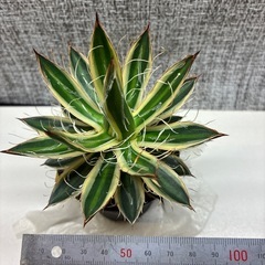アガベ　姫乱れ雪の画像