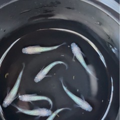 【めだか】ピンクサファイア　1匹300円　　の画像