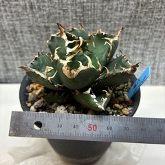 アガベ　魔丸の画像