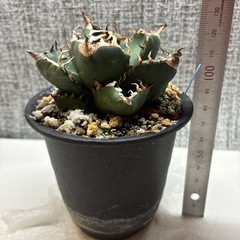 アガベ　魔丸の画像