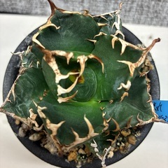 アガベ　魔丸の画像