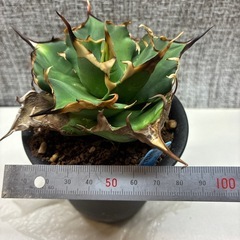 アガベ　ハデス
の画像
