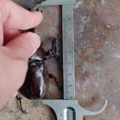 カブトムシペア大型の画像