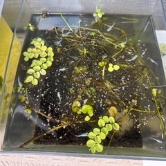 MIXメダカ稚魚の画像