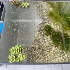 MIXメダカ稚魚の画像