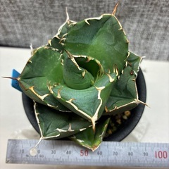 アガベ　無名チタノタの画像