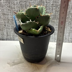 アガベ　無名チタノタの画像