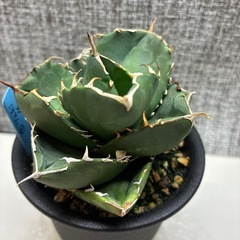 アガベ　無名チタノタの画像