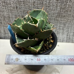 アガベ　無名チタノタの画像