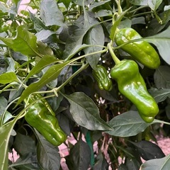 募集中‼️採りたて☀️夏野菜セットの画像