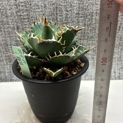 アガベ　白鯨系の画像