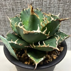 アガベ　白鯨系の画像