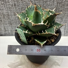 アガベ　白鯨系の画像