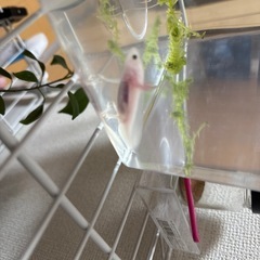 ウーパールーパーの画像
