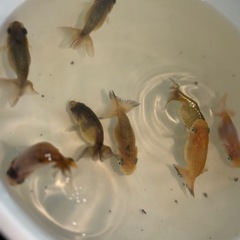 協会系らんちゅう子ども 1匹～🐟.*･ﾟの画像