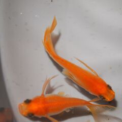 メダカ　商談中　パンダリアルロングフィン稚魚（１㎝前後）　13匹の画像