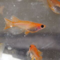 メダカ　商談中　パンダリアルロングフィン稚魚（１㎝前後）　13匹の画像
