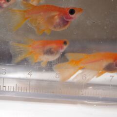 メダカ　商談中　パンダリアルロングフィン稚魚（１㎝前後）　13匹の画像