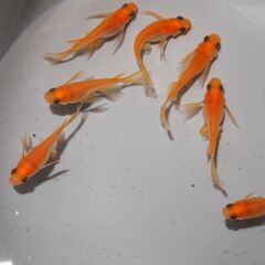 メダカ　商談中　パンダリアルロングフィン稚魚（１㎝前後）　13匹の画像