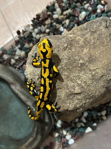 テレストリスファイアサラマンダー