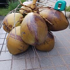 ココヤシの画像