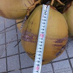ココヤシの画像