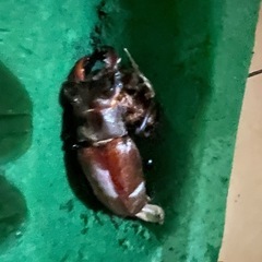 クワガタ２匹の画像
