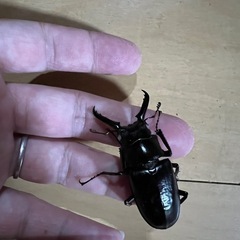 クワガタ２匹の画像