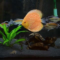 熱帯魚　ディスカス　ワイルドの画像