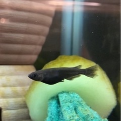 オロチメダカ🖤の画像