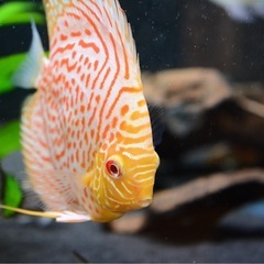 熱帯魚　ディスカス　ワイルドの画像