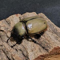「お取引中…」グラントシロカブト 成虫ペアの画像