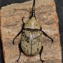 「お取引中…」グラントシロカブト 成虫ペアの画像