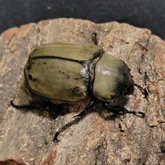 「お取引中…」グラントシロカブト 成虫ペアの画像