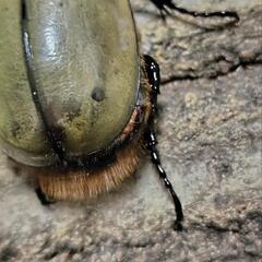 「お取引中…」グラントシロカブト 成虫ペアの画像