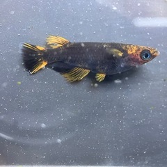 メダカ　五式タイプＲ　アースアイ　 若魚　２ペアの画像