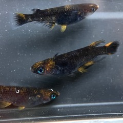 メダカ　五式タイプＲ　アースアイ　 若魚　２ペアの画像