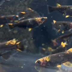 メダカ　五式タイプＲ　アースアイ　 若魚　２ペアの画像