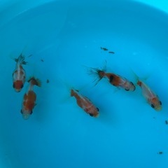 【NO.1】元気な金魚、1匹の画像