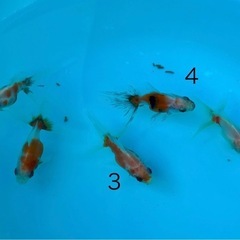 【NO.1】元気な金魚、1匹の画像