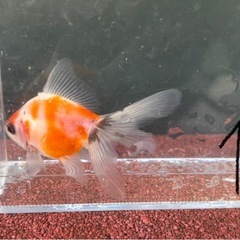 【NO.1】元気な金魚、1匹の画像