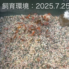 【NO.1】元気な金魚、1匹の画像