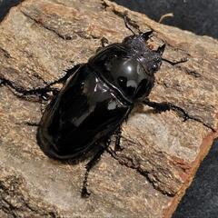 「お取引中…」タランドゥスツヤクワガタ 成虫ペアの画像